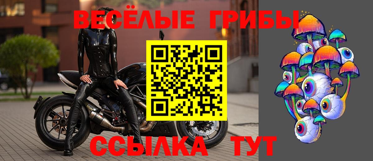 Псилоцибиновые грибы Psilocybe Заводоуковск